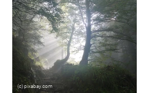 Wald  mit Nebel - pixabay